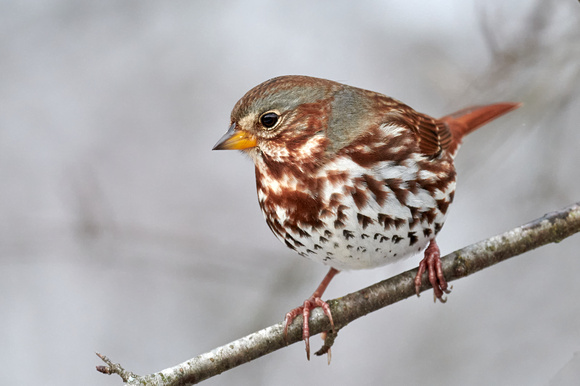 Fox Sparrow