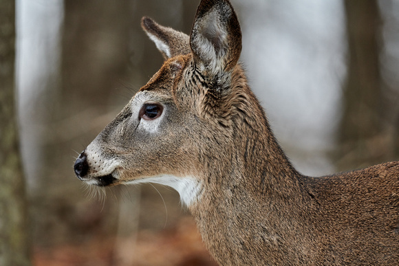 White-tailed Deer