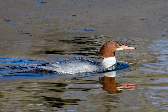 Common Merganser
