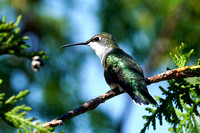 Ruby-throated Hummingbird