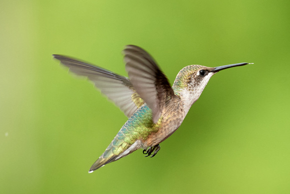 Ruby-throated Hummingbird