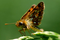 Arctic Skipper