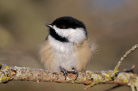 Black Capped Chickadee