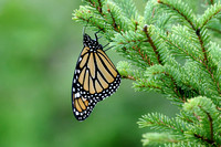 Monarch