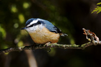 Red-Breasted Nuthatch