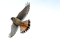 American Kestrel