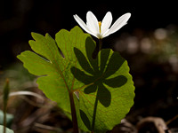 Bloodroot