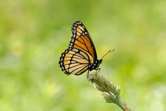 Viceroy
