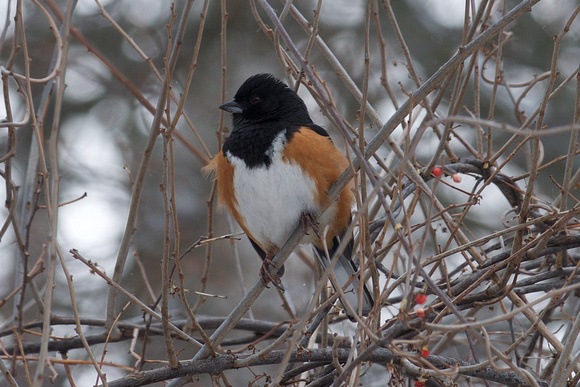 Eastern Towhee