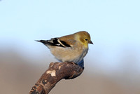American Goldfinch