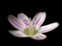 Spring Beauty