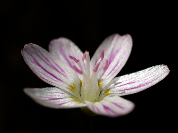 Spring Beauty