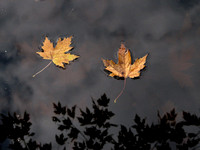 Floating Leaves