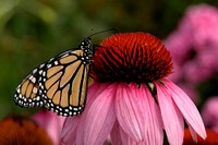 Monarch