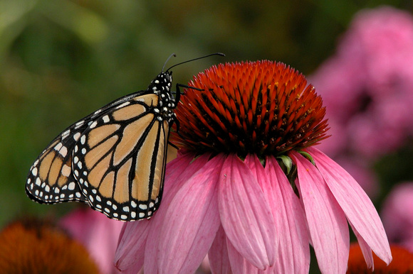 Monarch