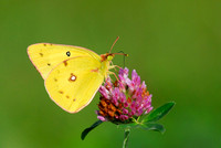 Common Sulphur