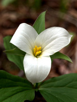White Trillium