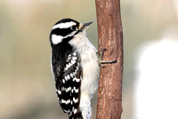 Downy Woodpecker