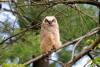Great Horned Owl Chick