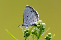 Summer Azure