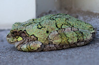 Gray Treefrog