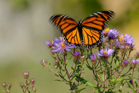 Monarch