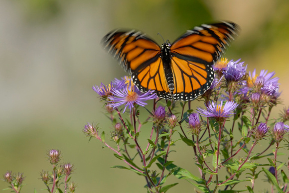 Monarch