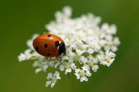 Ladybird Beetle