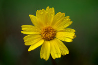 Lakeside Daisy