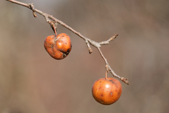 December Apples