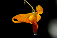 Spotted Jewelweed
