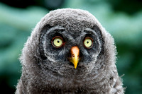 Great Grey Owl Chick