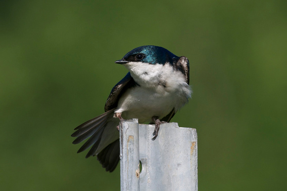 American Tree Swallow