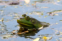Bullfrog