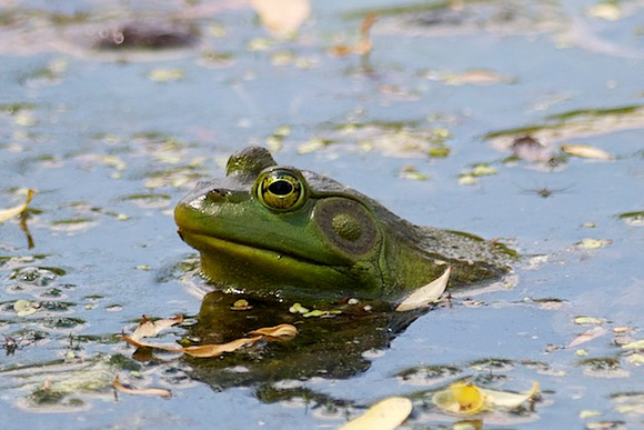 Bullfrog