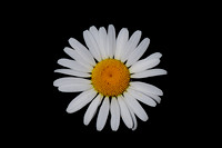 Common Daisy