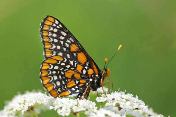 Baltimore Checkerspot