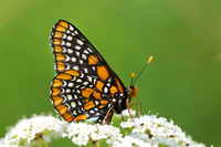 Baltimore Checkerspot