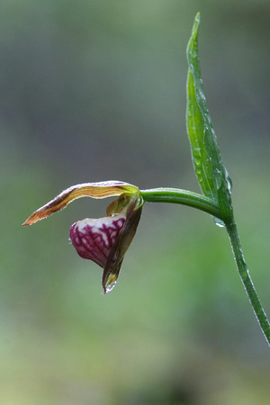 Ram's Head Lady's Slipper