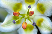 Bunchflower