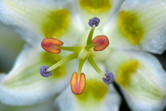 Bunchflower