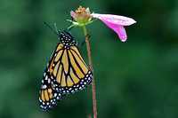 Monarch