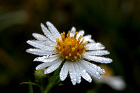 Upland White Aster