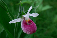 Showy Lady's Slipper