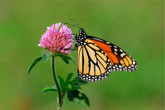 Monarch