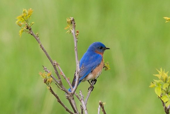Eastern Bluebird