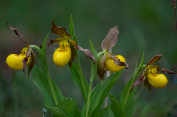 Yellow Lady's Slipper